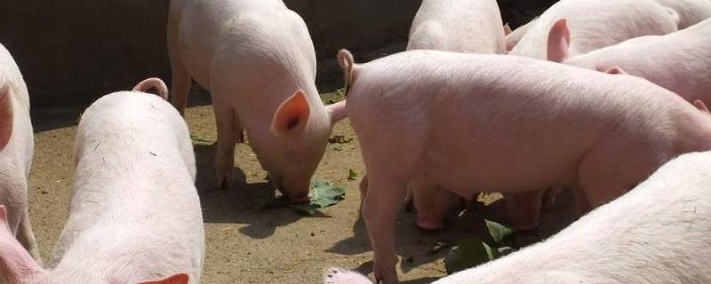 猪为什么要割睾丸，有哪些注意事项 小猪仔为什么要割蛋蛋