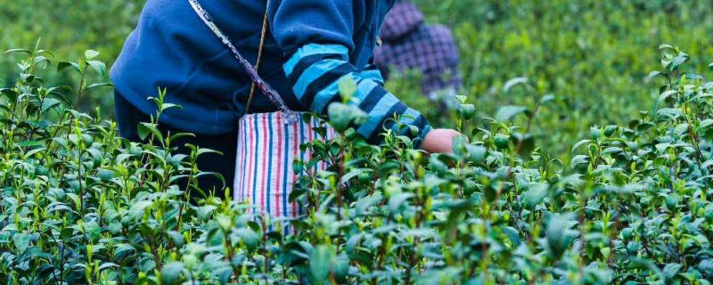 茶叶专用肥料，附茶叶的种植技术（茶叶 肥料）
