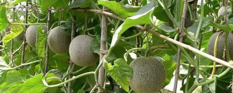 哈蜜瓜怎么种植两广可以种植吗 哈蜜瓜栽培技术