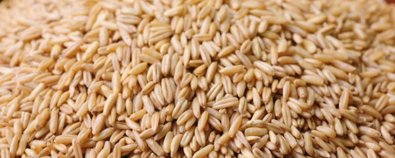 吡虫啉拌麦种用法用量，与吡蚜酮有什么区别