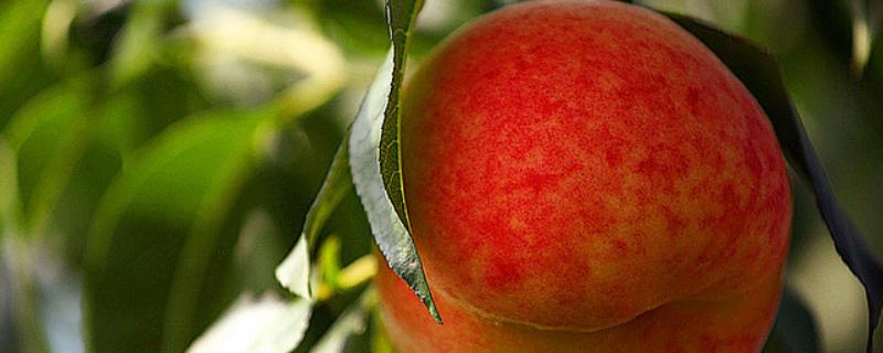 平谷大桃几月份上市，种类有几种 2021年平谷大桃什么时候成熟