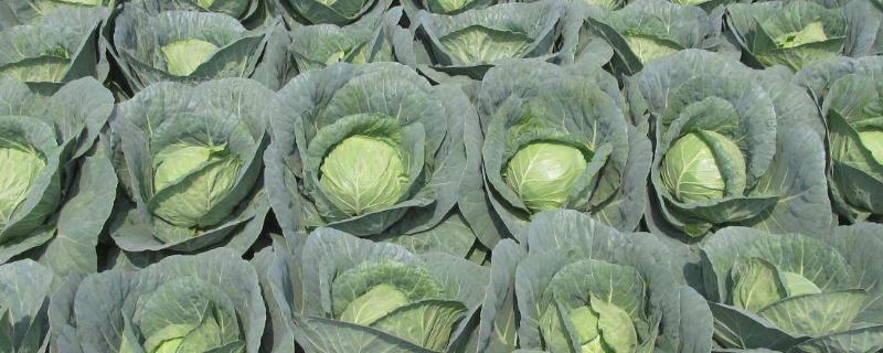 大头菜怎么卖，是什么菜（卖大头菜的叫什么）