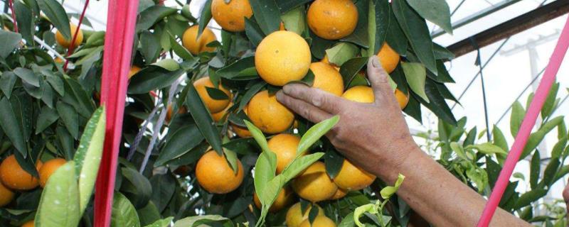 红美人柑橘大棚怎么建，附种植技术（红美人柑橘大棚种植视频）