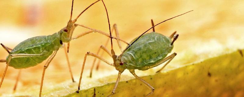 毒死蜱能杀蚜虫吗，效果好吗 毒死蜱能杀蚜虫吗,效果好吗视频