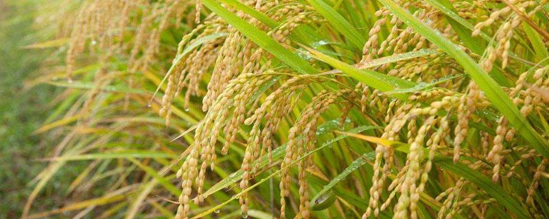 水稻秧苗期如何防治病虫害