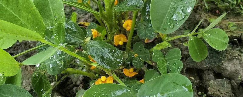 花生控旺药打后几小时下雨没影响 花生打完控旺药几天见效