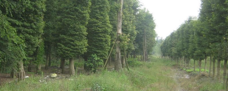 楠木种植20年能有多大 金丝楠木种植20年能有多大