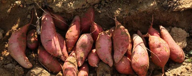 红薯几月份种植 四川红薯几月份种植