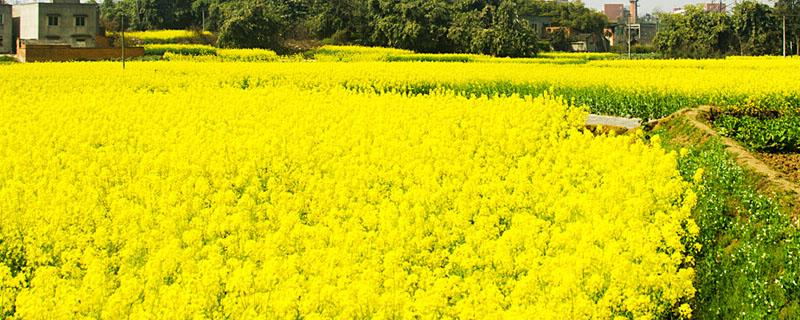 油菜渣子怎么当肥料用 油菜渣子怎么当肥料用浇花