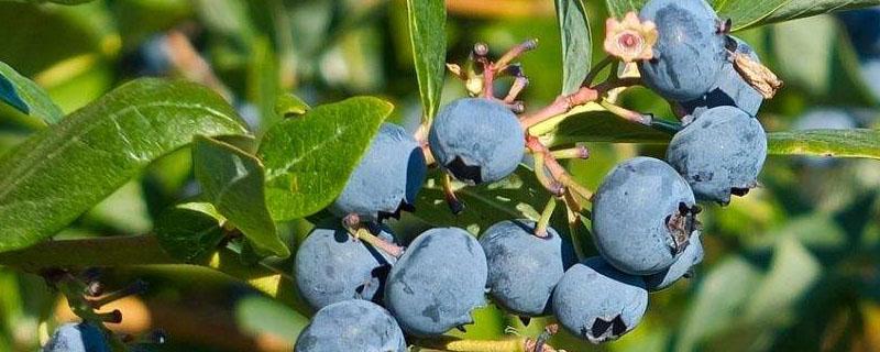 蓝莓可以施鸡粪肥吗 蓝莓施肥可以用鸡粪吗