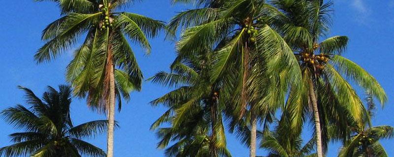 海南岛种植椰树的不利条件（海南岛有利于椰树生长的自然条件）