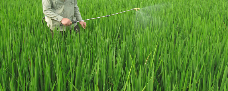 吡蚜呋虫胺治什么虫（吡蚜酮噻虫胺杀什么虫）