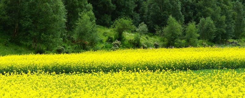 高产油菜籽品种有哪些 油菜籽什么品种最高产