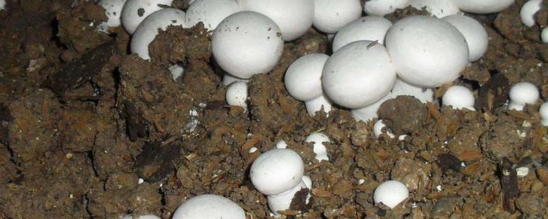 最简单的蘑菇种植方法 各种蘑菇的种植方法