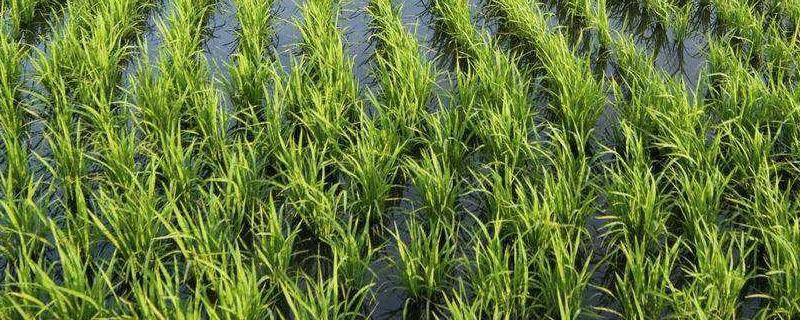 水稻的秧龄是指 水稻秧龄期