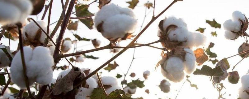 普遍种植棉花在哪个朝代（历史上最早种植棉花的是哪个国家）