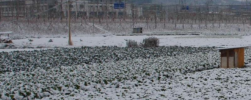 4月下雪对农作物影响