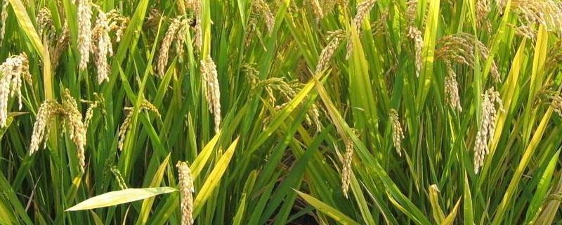 精恶唑禾草灵在水稻田的正确使用 精恶唑禾草灵对稗草效果
