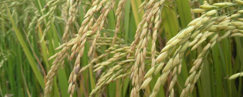 水稻黄叶病用什么药 水稻黄叶病用什么药来防治