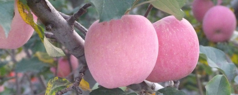 苹果小叶病怎么防治怎么治 苹果小叶病用什么药
