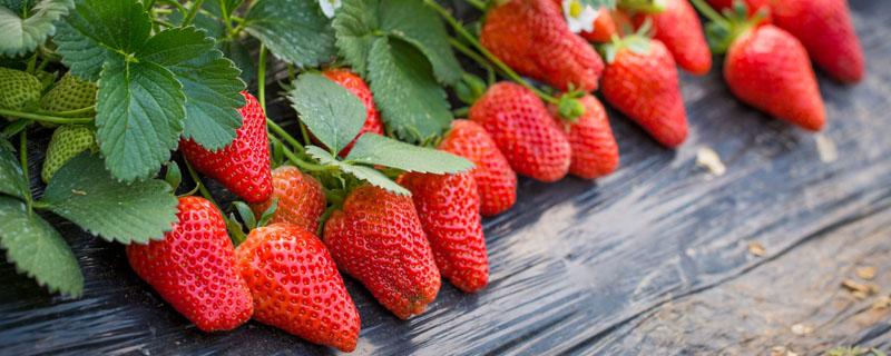网购草莓苗为什么种不活 淘宝上买的草莓苗老是种不活