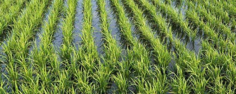 三江平原种植水稻的有利条件（三江平原种植水稻的有利自然条件）