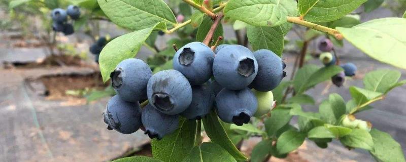 蓝莓的种植方法 蓝莓的种植方法和技术视频