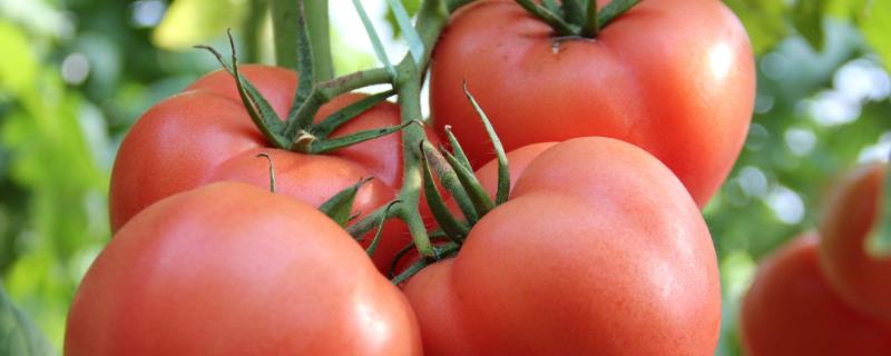 番茄一般采用什么方法进行生产 番茄一般采用什么方法进行生产工艺