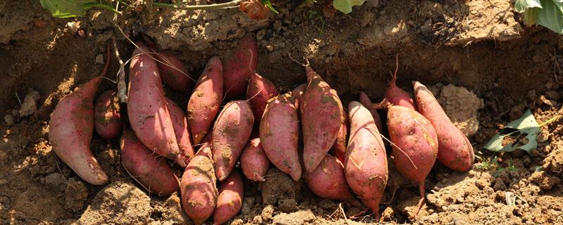 栽红薯的株距和行距 红薯栽种的株行距