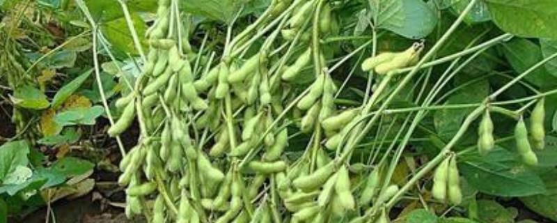黄豆的种植方法步骤 黄豆的种植方法步骤视频
