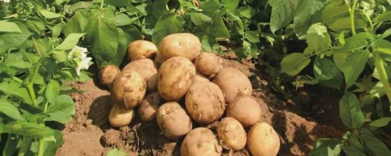 土豆管理和增产方法 土豆要怎么管理才能高产又要大