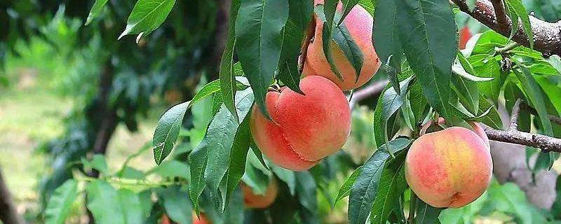 桃树上挂桃子能打多效唑吗 桃树上怎样使用多效唑