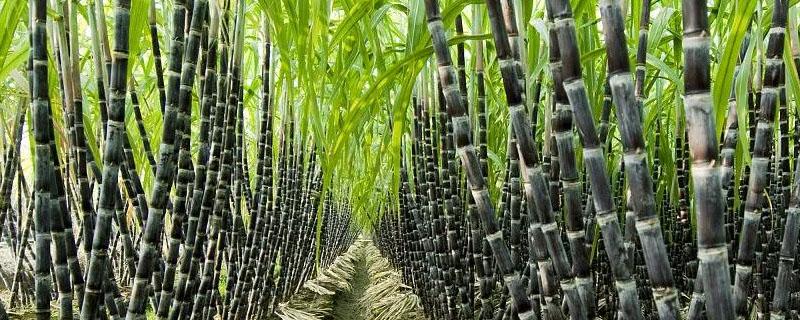 甘蔗螟虫用什么药期效果最长（甘蔗螟虫的防治方法(按时间来写）