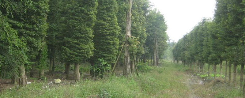 楠木种植20年能有多大