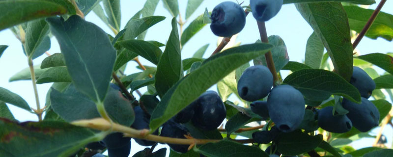 蓝靛果种植环境与条件 蓝靛果北方种植