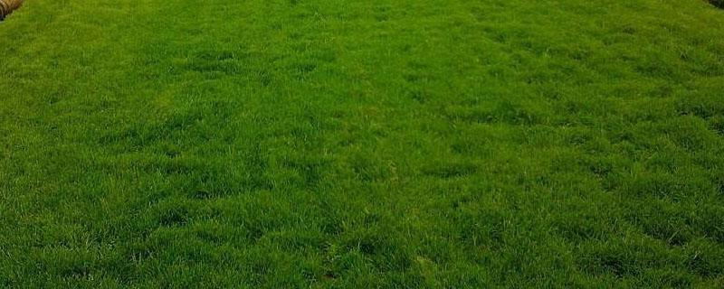 足球场草坪是什么品种 足球场地草坪是什么草
