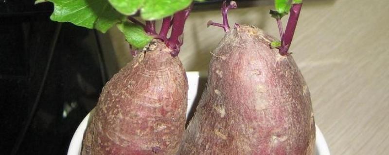 水培红薯的养殖方法和注意事项 水培红薯的养殖方法和注意事项图片