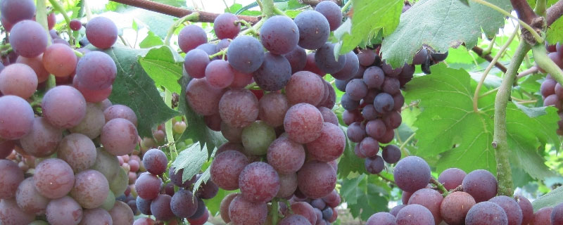 法国南部发展葡萄种植业的有利条件（法国南部葡萄种植的有利条件是）