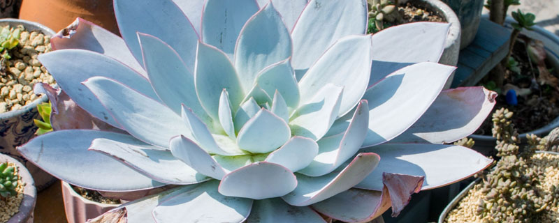 小白药是不是吡虫啉（小白药是吡虫啉还是呋虫胺）