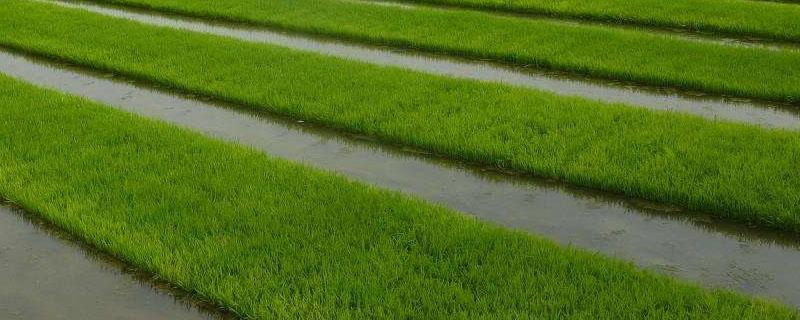 一亩地水稻多少盘秧苗 一亩水稻要多少秧盘