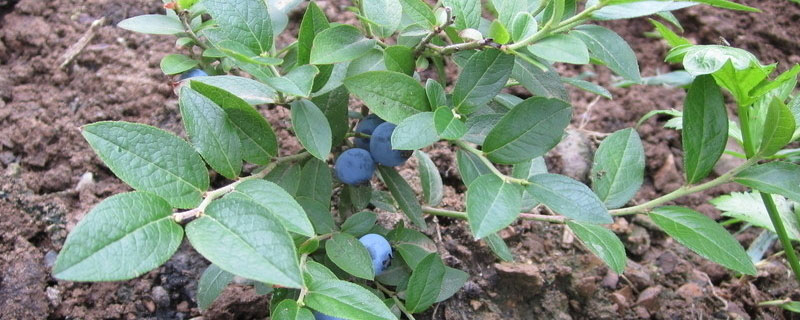 蓝莓树苗几月份种植成活率高 蓝莓树苗什么时候种植最好