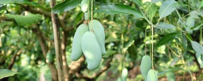 桂七芒果为什么很少人种植 桂林种芒果吗