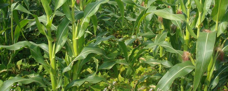 春玉米套种豆角种植技术