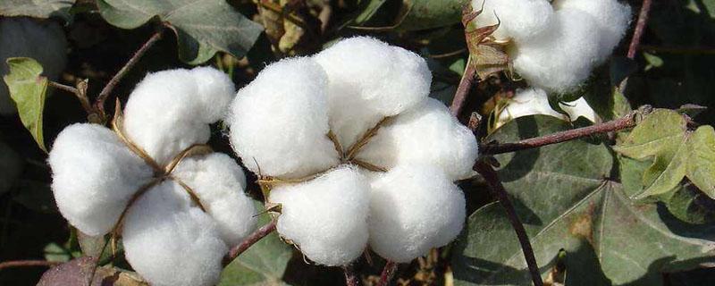 棉花产地主要在哪个省（棉花产自哪个地区）