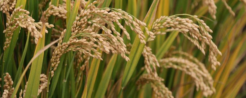 稻谷在生物学上叫什么（关于水稻的生物知识）