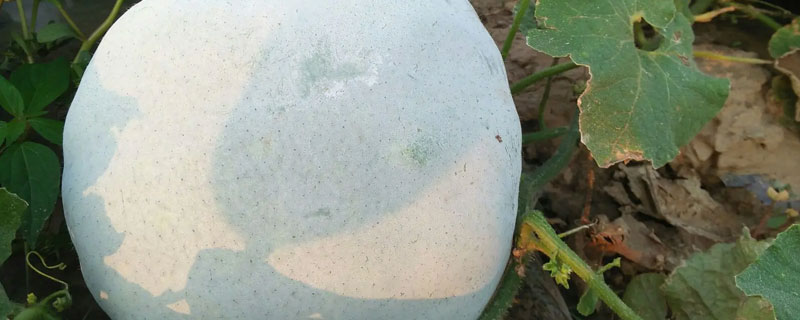 一串铃冬瓜怎么种植（一串铃冬瓜的种植技术）