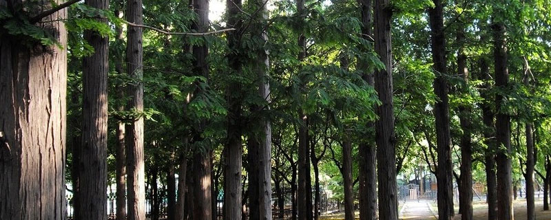 松材线虫病疫区和疫木管理办法 松材线虫病疫区和疫木管理办法2018