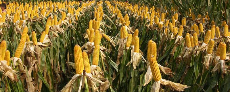 东北地区玉米产地主要集中在（东北玉米产区种植玉米的有利自然条件）