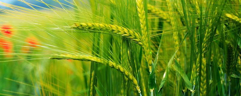 印度小麦主要分布在什么地区