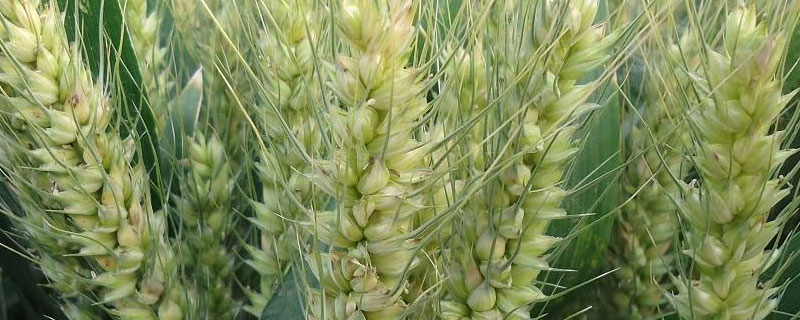 小麦种子内的胚芽是由什么发育成的（小麦的胚芽在哪）